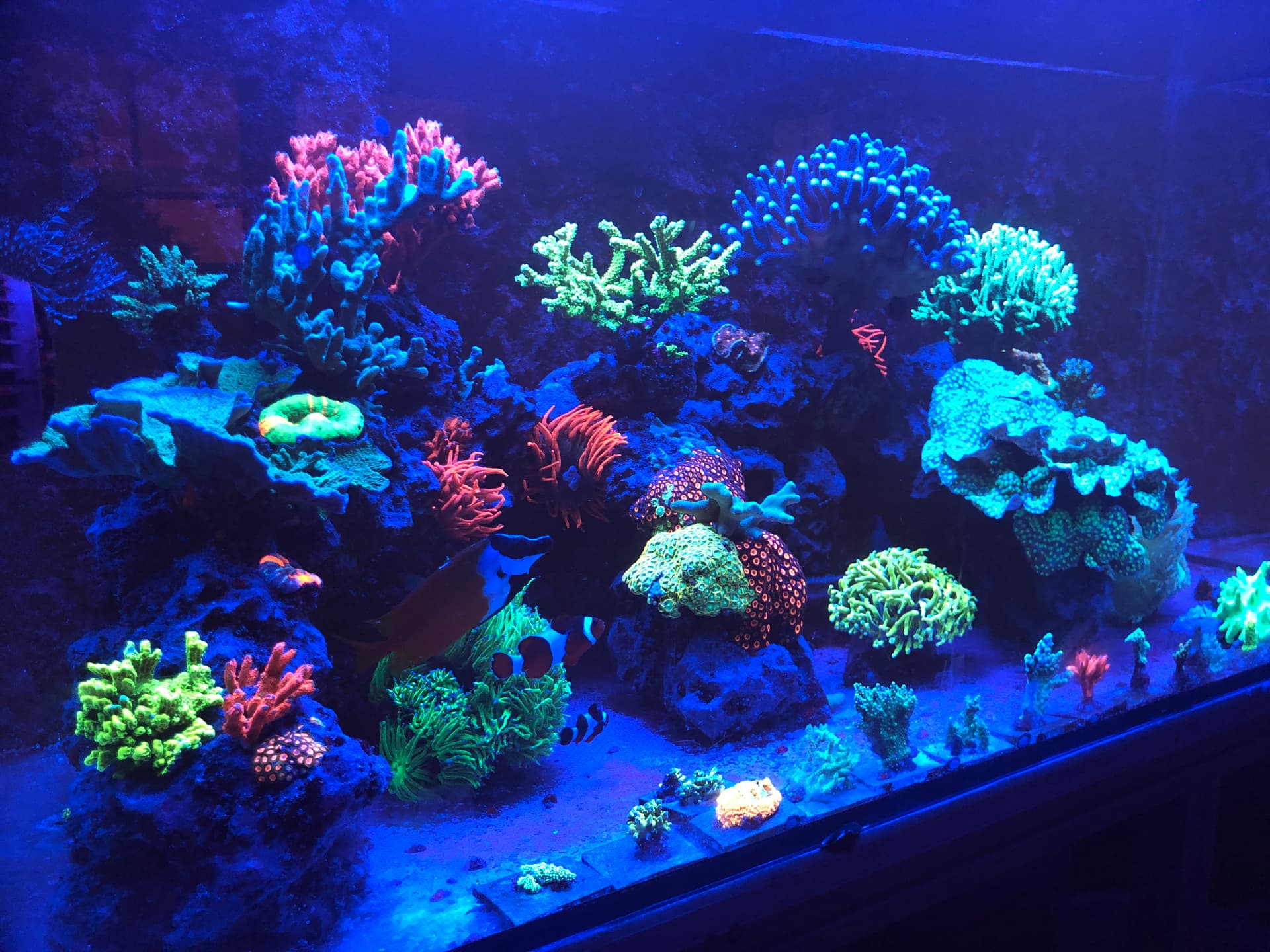 Riffaquarium mit Korallen und Fischen